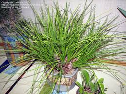 Image result for Drimia hockii