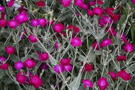 Coquelourde Plante