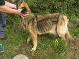 The teacher wanted to know why _____ his homework last night. Interview With A Veterinarian What Do I Do When My Dog Has Cancer Pethelpful