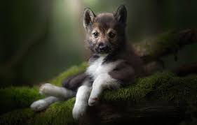 The tamaskan dog breed is quite rare. Wallpaper Look Moss Portrait Puppy The Tamaskan Dog Images For Desktop Section Sobaki Download