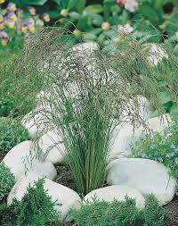 Image result for Festuca chodatiana