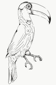 Hand Drawn Toco Toucan Transparent Png Free Image By Rawpixel Com Te In 2020 Heron Illustration Toco Toucan Bird Illustration
