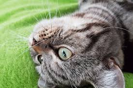 Make the spots on your carpet that your cat has scratched inaccessible and unpleasant for her to continue to scratch. 7 Tips On How To Stop A Cat Scratching The Carpet