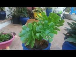 نبتة الأيونيوم العناية بها والإكثار aeonium arboreum youtube in 2021 plants make it yourself nature