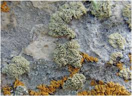 Bagliettoa is a genus of fungi in the family verrucariaceae. An Inventory Of The Lichen Flora Of Lagonaki Highland Nw Caucasus Russia