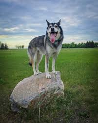 Black And White Husky Shepherd Mix German Shepherd Husky Mix A K A Gerberian Shepsky Husky Shepherd German Shepherd Husky German Shepherd Husky Mix Husky Mix