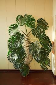 Exotische Wohnzimmer Zimmerpflanzen Koestliches Fensterblatt Interessant Laub Gross Zimmerpflanzen Wohnung Pflanzen Pflanzen