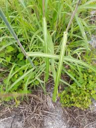 Image result for Heteropogon melanocarpus