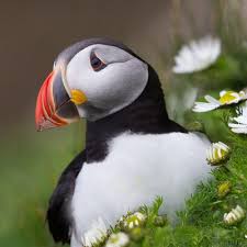 Shetland Wildlife Shetlandwild Twitter