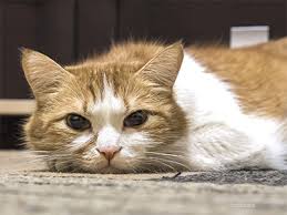 risks of feline acute pancreais in cats