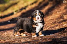 Check spelling or type a new query. Bernese Mountain Dog Dog Breed Facts Highlights Buying Advice Pets4homes