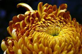 Love The Meaning Of This Flower Chrysanthemum Meaning Chrysanthemum November Flower
