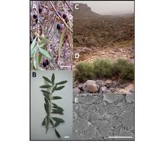 Image result for Olea capensis