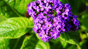 Image result for Heliotropium