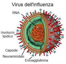 A pandemic can occur when a new and very different influenza a virus emerges that. Il Virus Dell Influenza Cos E E Come Si Combatte