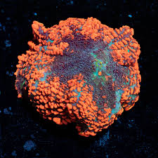 Image result for Psydrax richardsiae