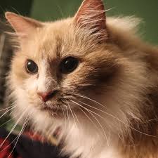 Submit an adoption inquiry to get started and view arf's adoption process. Animal Rescue Foundation Of Tulsa Home Facebook
