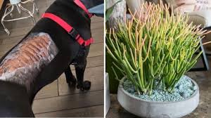 Feb 04, 2015 · the flame lily thrives in many parts of the world and is widely propagated as a prized ornamental addition to flower gardens. Succulent Plant Warning After Toxic Euphorbia Plant Causes Horrific Dog Injury 7news
