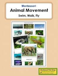 Animal Movement Swim Walk Fly Animal Movement Animals