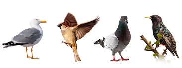 Resultado de imagen de AVES