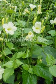 Image result for Asystasia