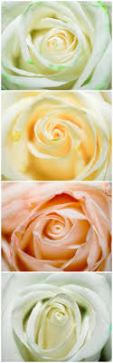 We did not find results for: Color Changing Flowers Science Project