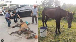 Proses perkawinan kuda pacu tomi wijaya mancingkarodolan campursari zebra kawin berkali kali kelihatan anunya gede panjang flora dan fauna carakawinikancupang full audio. Nasib Kuda Delman Di Cianjur Yang Viral Jatuh Terkapar Karena Kelelahan Kini Jauh Lebih Sehat Tribunnews Com Mobile