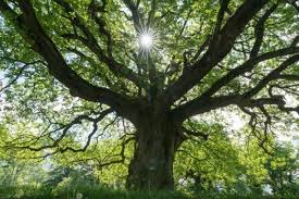 Whether you're on a walk in the woods or a park or merely sitting in your own backyard, you may be curious about the trees around you. Types Of Oak Trees In Florida Aardvark Tree Service