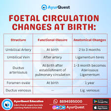 Image result for Delayed Transition from Fetal Circulation