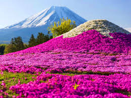 Fuji Shibazakura Festival Winery Tour Tokyo Snow Club