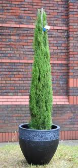 Pin On Garden