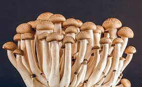 If you don't experience success one season, try again, as morels have an unpredictable growing habit. Tips For Growing Mushrooms Indoors The Green Garden Life
