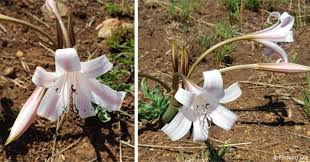 Image result for Crinum lugardiae
