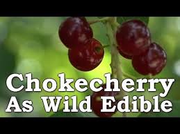 These dark purple, red, or almost black berries are high in fiber and vitamin k. Wild Chokecherry In Surival Wilderness Living Fruit Leather Jam Juice Raw Youtube