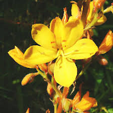 Image result for Wachendorfia