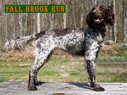 Check spelling or type a new query. Fall Brook Run New York Small Munsterlander Breeders Gun Dog Breeders