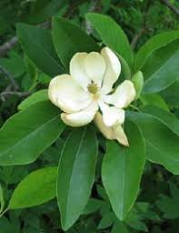 Fun facts about flowers for kids. Fun Facts About Flowering Plants The Kids Garden