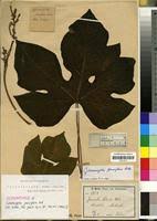 Image result for Cylicomorpha parviflora