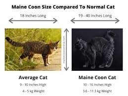 Views statistics, subscribers growth, forwards and mentions of channel. What Is The Average Weight Of A Maine Coon Cat Maine Coon Central