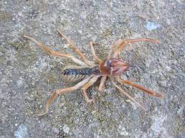 Camel spiders live all over the world in countries like egypt and iraq. File PaÑ˜ak Camel Spider S Mazhuchishte 1 Jpg Wikimedia Commons