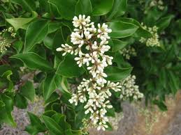 Image result for Ligustrum