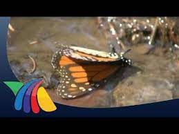 Pin En Adv El Medio Ambiente