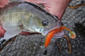 A few years ago (you can the two main cases for fishing the jika rig are: Alleskonner Fur Barsch Zander Co Schone Fische Hechtangeln Zander Angeln