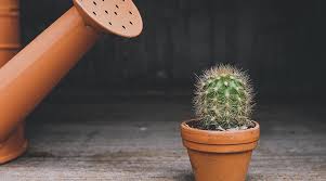 They may be harvested from a fully grown cactus for 25 farming experience for each spine. A Biomimetic Water Collection Structure Derived From Cacti Advanced Science News