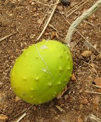 Image result for Cucumis aculeatus
