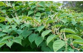 Image result for Fallopia