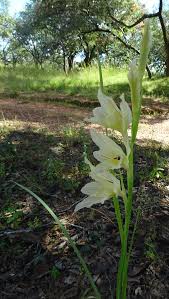 Image result for Gladiolus verdickii