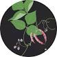 Opening | Botanical Art Worldwide 2025 event image