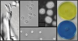 cshperspectmed-HFP-a019760 1..28