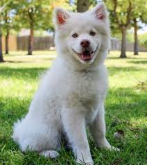 He is very tired,breathing heavy, but. Why Is My Puppy Breathing So Fast Pethelpful By Fellow Animal Lovers And Experts